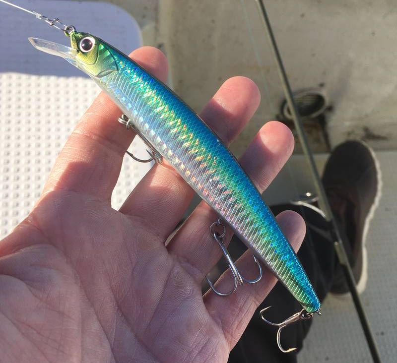 バス用タックルでねらえる美味ターゲット！ 東京湾のサワラゲーム